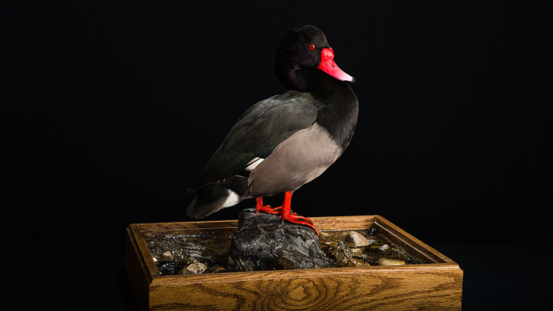 Rosybill [Rosy-billed Pochard]
