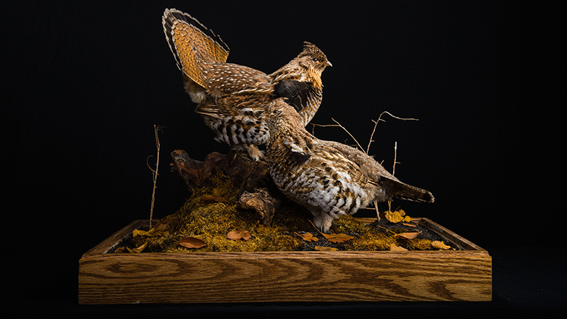 Ruffed Grouse