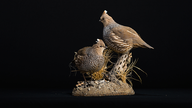 Scaled Quail