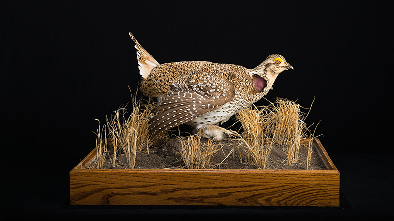 Sharp-tailed Grouse
