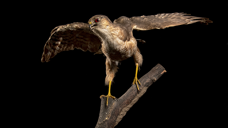 Sharp-shinned Hawk