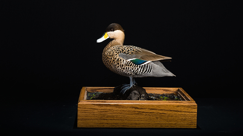 Silver Teal