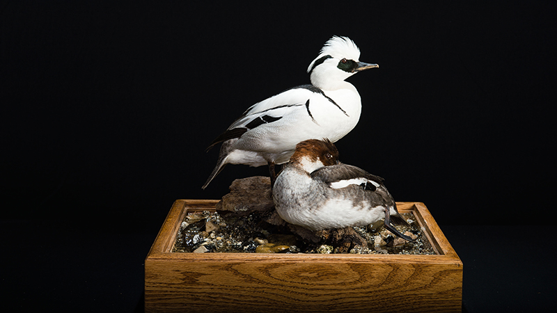 Smew
