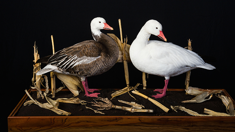 Lesser Snow Goose