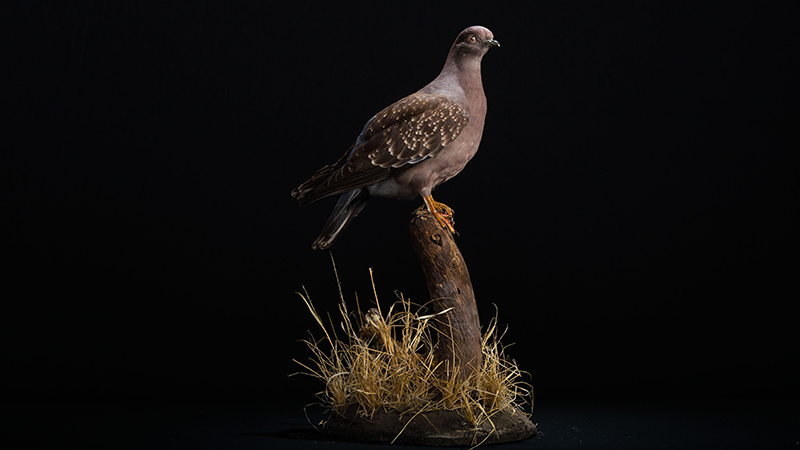 Spot-winged Pigeon