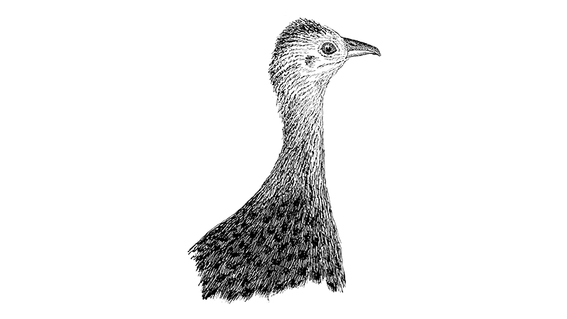Spotted Tinamou 