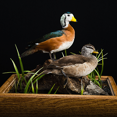 African Pygmy Goose