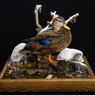 American Black Duck