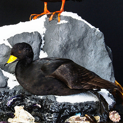 American [Black] Scoter