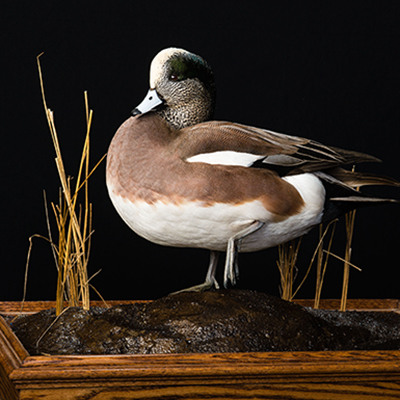 American Wigeon