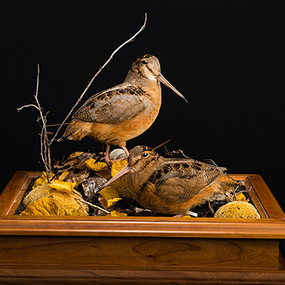 American Woodcock