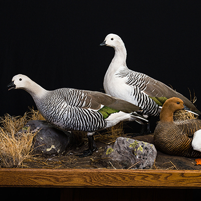 Andean [Upland] Sheldgoose
