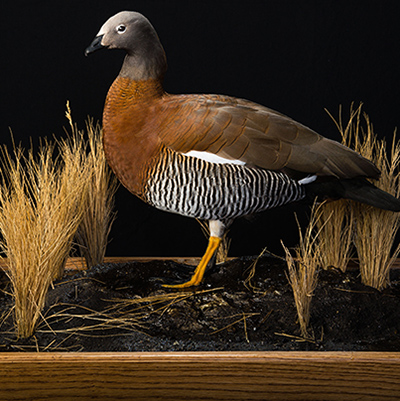 Ashy-headed Sheldgoose