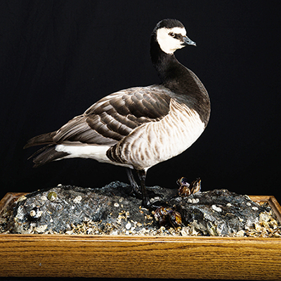 Barnacle Goose