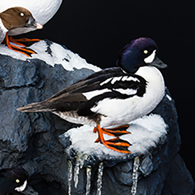 Barrow's Goldeneye