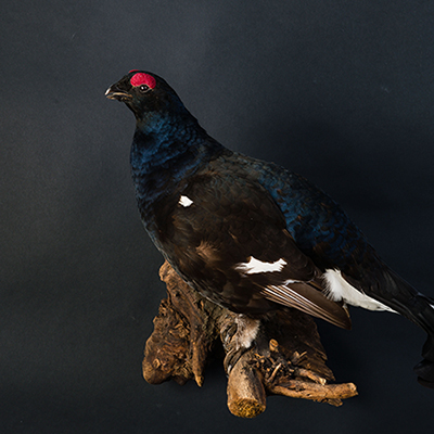 Black Grouse 