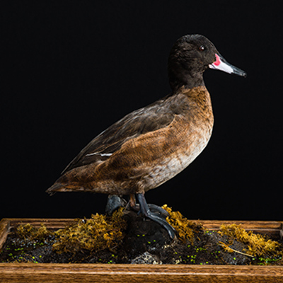 Black-headed Duck
