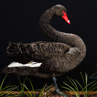 Black Swan