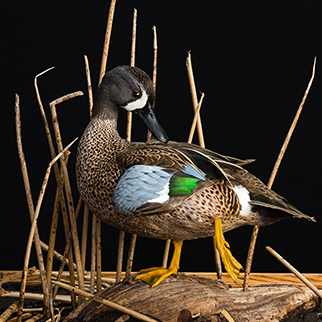 Blue-winged Teal