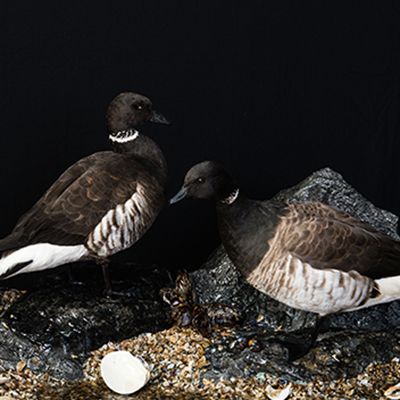 Brant