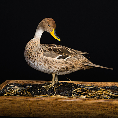 Brown [Yellow-billed] Pintail 