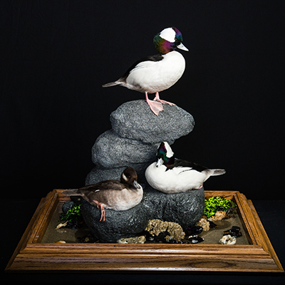 Bufflehead