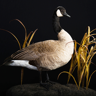 Canada Goose