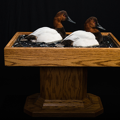Canvasback