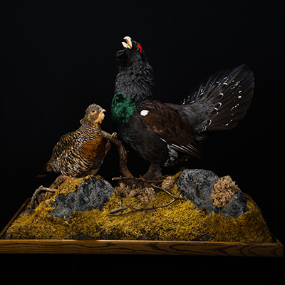 Capercaillie
