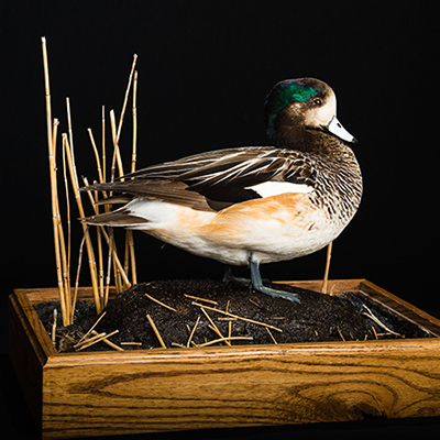 Chiloe Wigeon