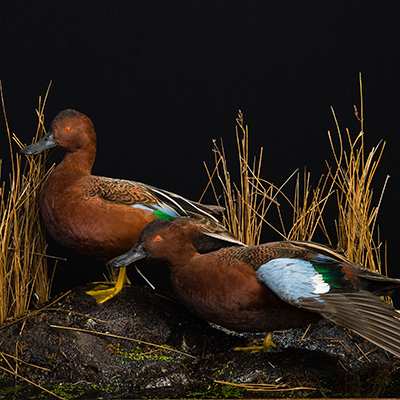 Cinnamon Teal