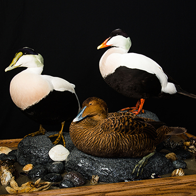 Common Eider 