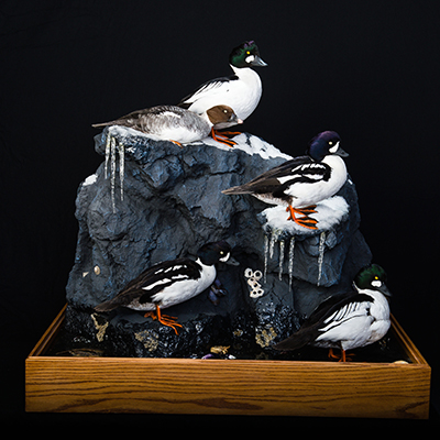 Common Goldeneye