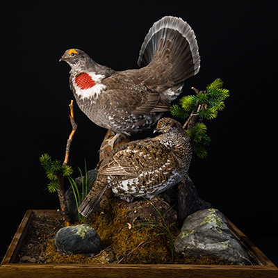 Dusky Grouse 