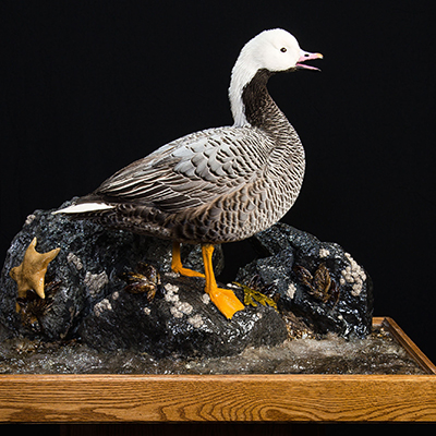 Emperor Goose