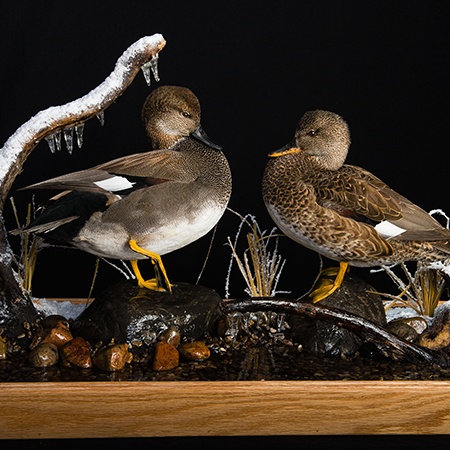 Gadwall