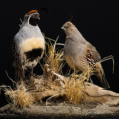Gambel's Quail