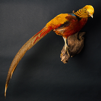 Golden Pheasant 