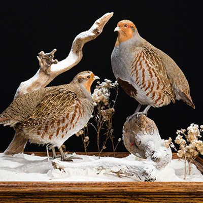 Gray Partridge