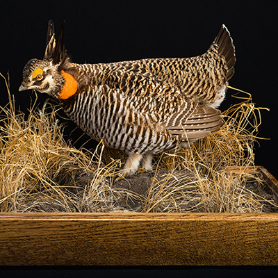 Greater Prairie-Chicken