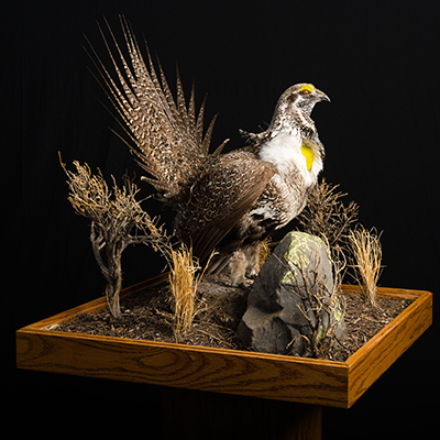 Greater Sage-Grouse 