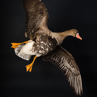 Greater White-fronted Goose
