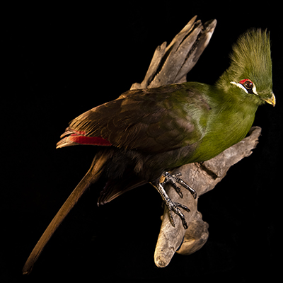 Guinea Turaco