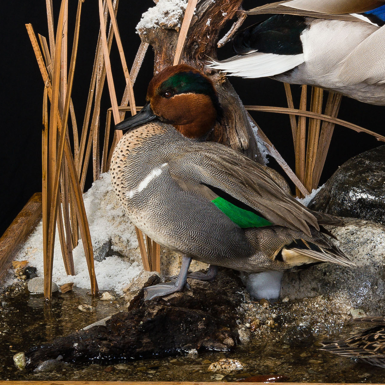 Green-winged Teal
