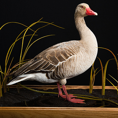 Greylag Goose