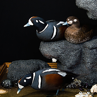 Harlequin Duck