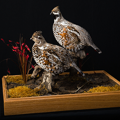 Hazel Grouse