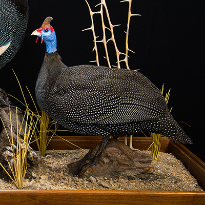 Helmeted Guineafowl 