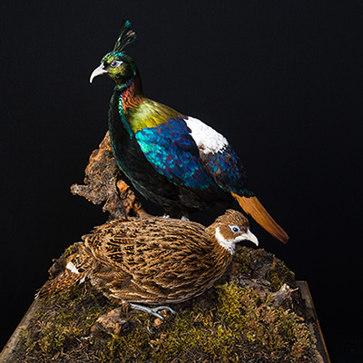 Himalayan Monal 