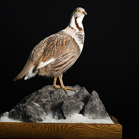 Himalayan Snowcock